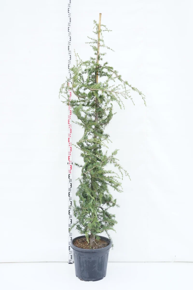 Cedrus deodara 'Pendula' C35 (35 liters kruka) 175-200 cm