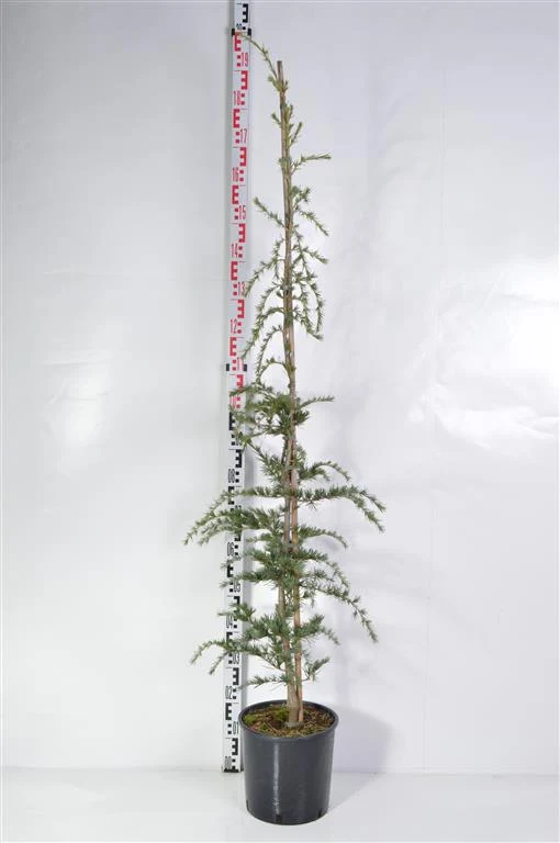 Cedrus deod. 'Pendula' C10 (10 liters kruka) 80-100 cm