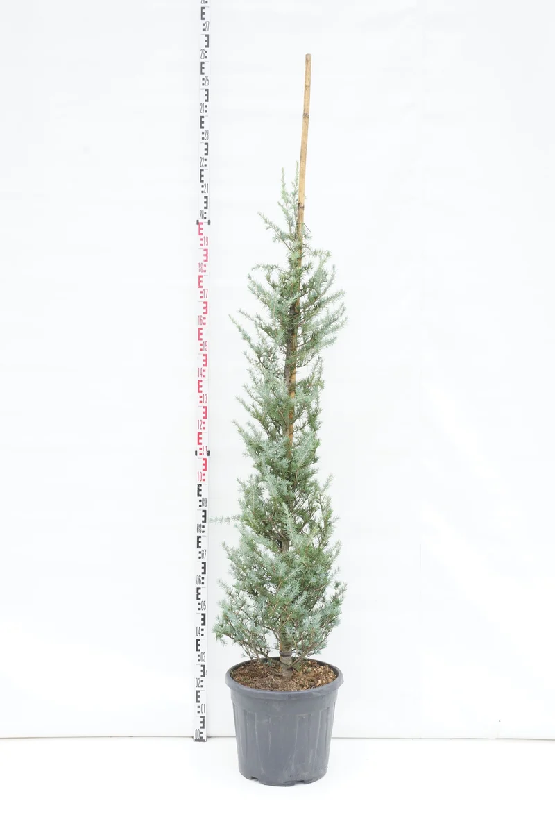 Cedrus deodara 'Bushes Electra' C35 (35 liters kruka) 175-200 cm