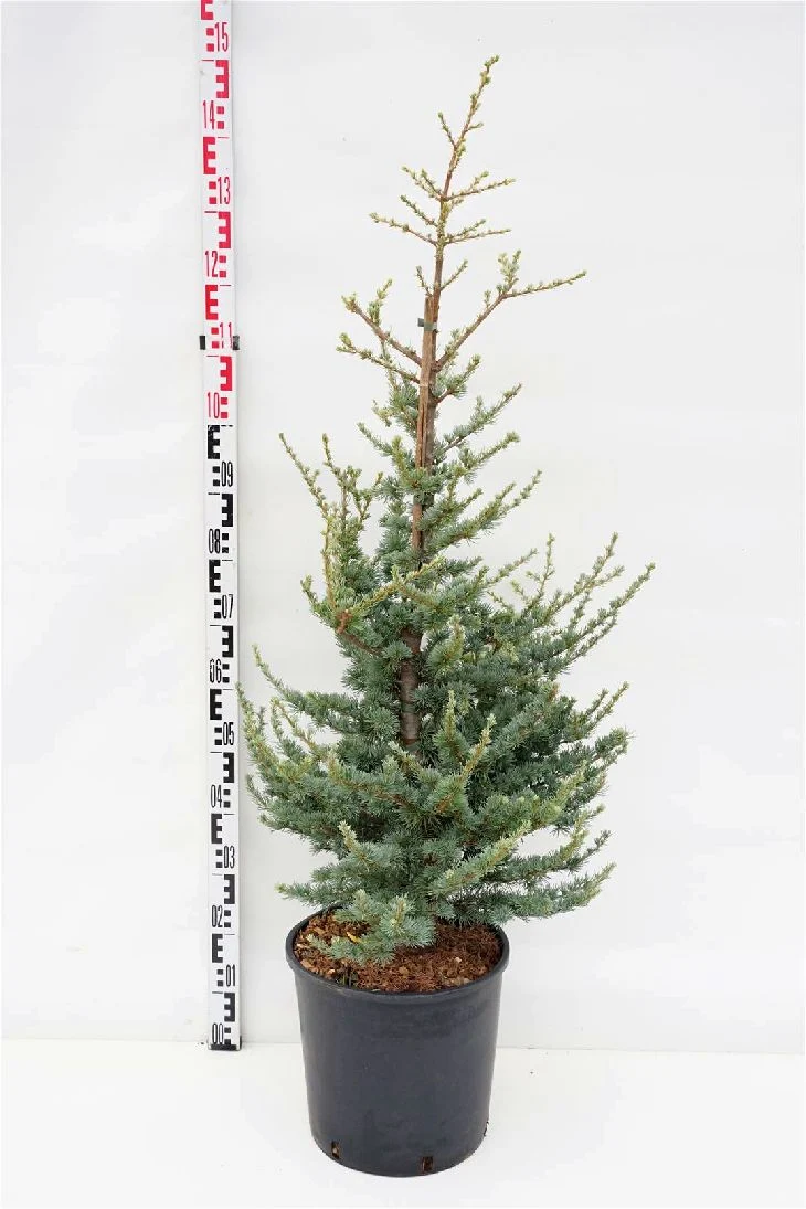 Cedrus libani 'Silberspitz' C18 (18 liters kruka) 100-125 cm