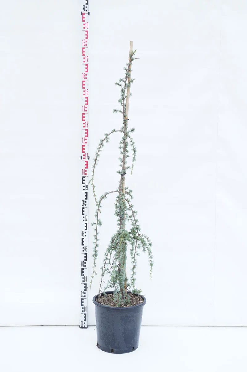 Cedrus lib. 'Glauca Pendula' C18 (18 liters kruka) 150+ cm