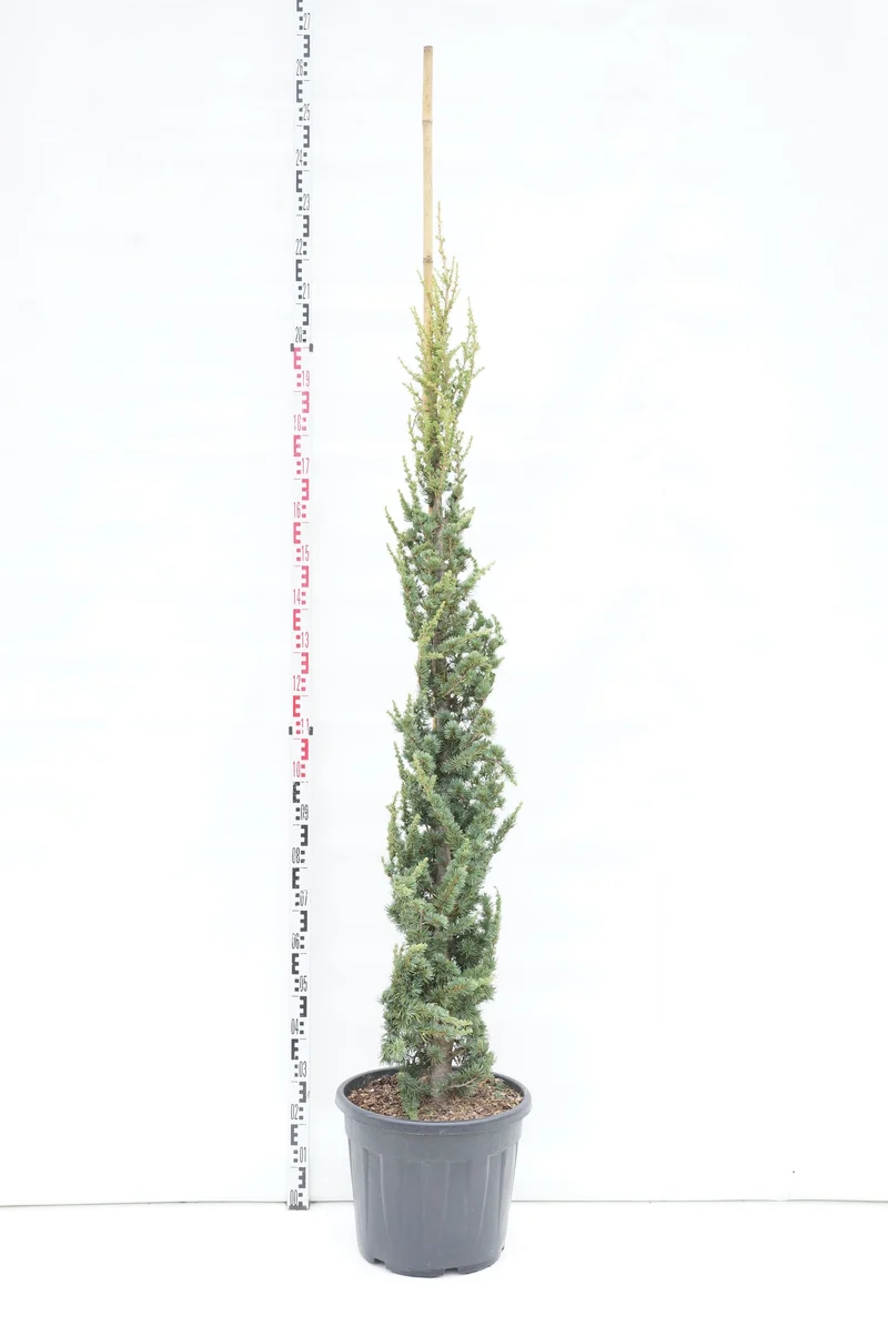 Cedrus libani 'Fastigiata' C35 (35 liters kruka) 175-200 cm