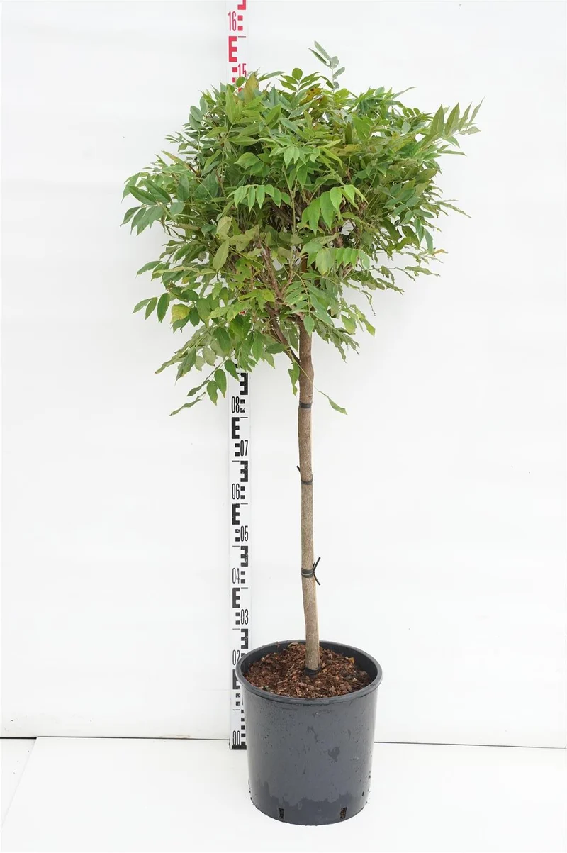 Wisteria brach. 'Shiro Kapitan' 80 cm stam C18 (18 liters kruka)