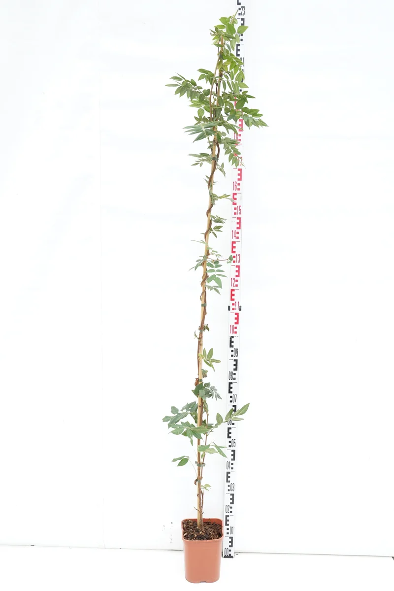 Wisteria brach. 'Shiro Kapitan' 150-200 cm C5 (5 liters kruka)