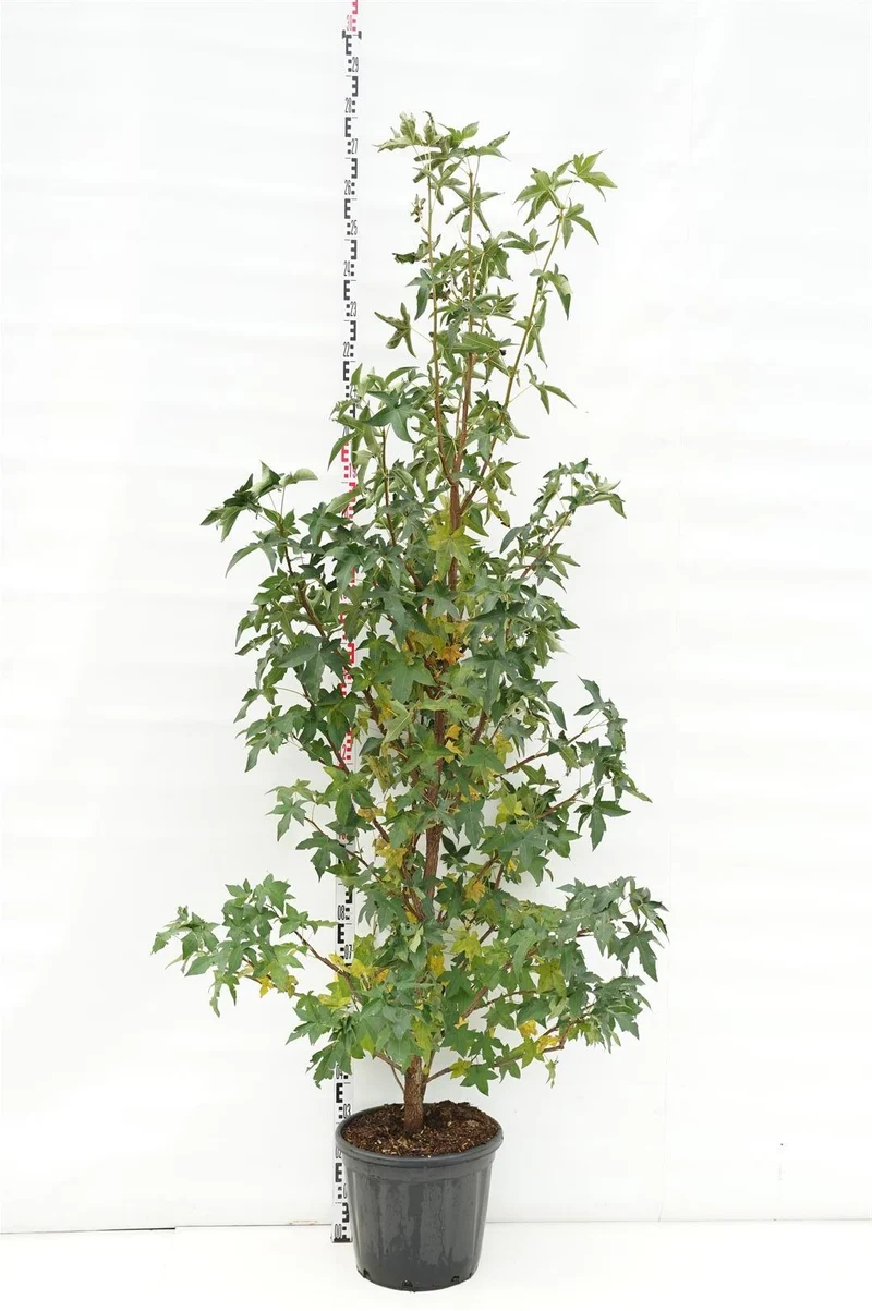 Liquidambar styraciflua C30 (30 liters kruka) 200-250 cm flerstammig