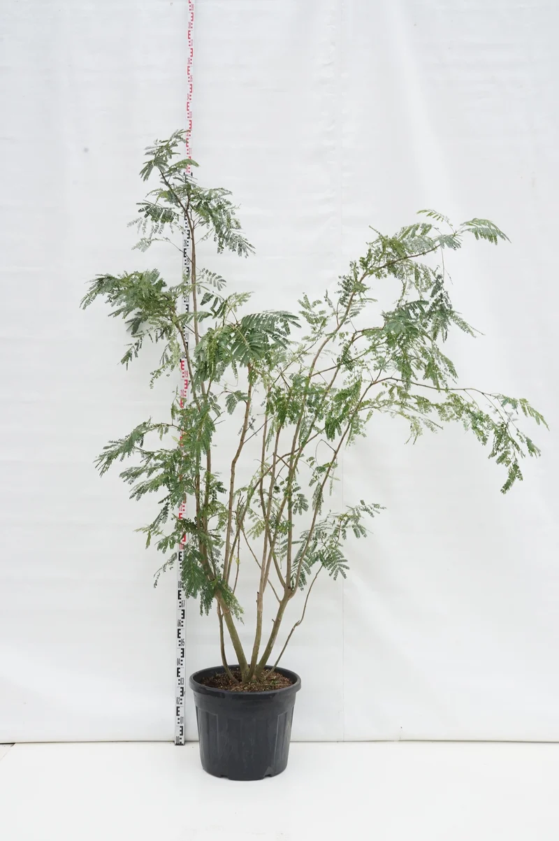Albizia jul. 'Ombrella' C70 (70 liters kruka) 200-250 cm
