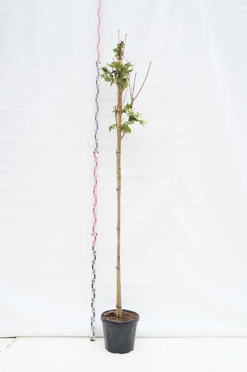 Acer platanoides 'Drummondii' Stam 8-10 cm C30 (30 liters kruka)