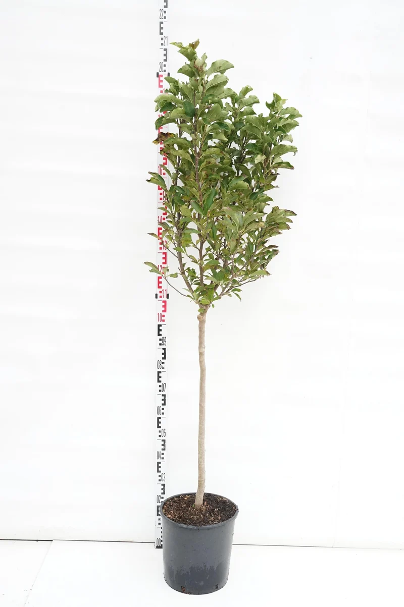 Magnolia 'Susan' 80 cm stam C18 (18 liters kruka)