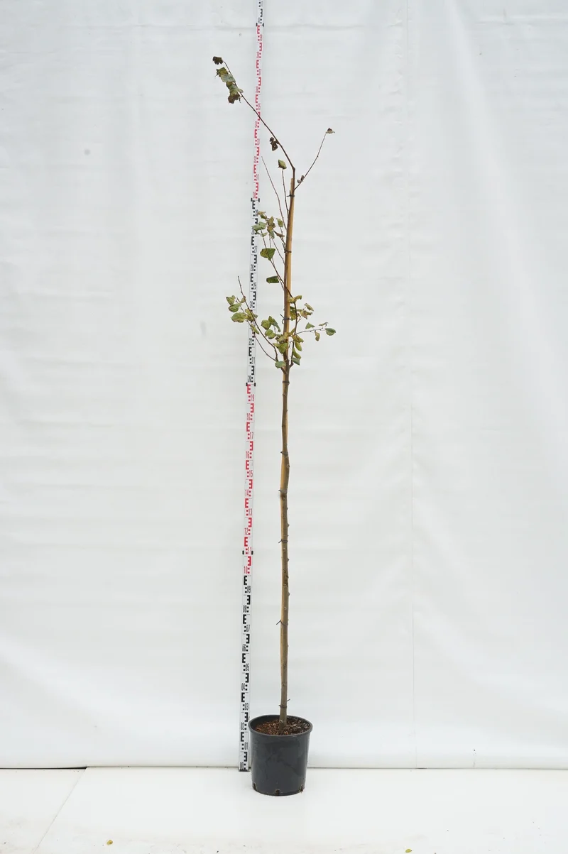 Tilia cordata 6-8 cm Stamträd C18 (18 liters kruka)