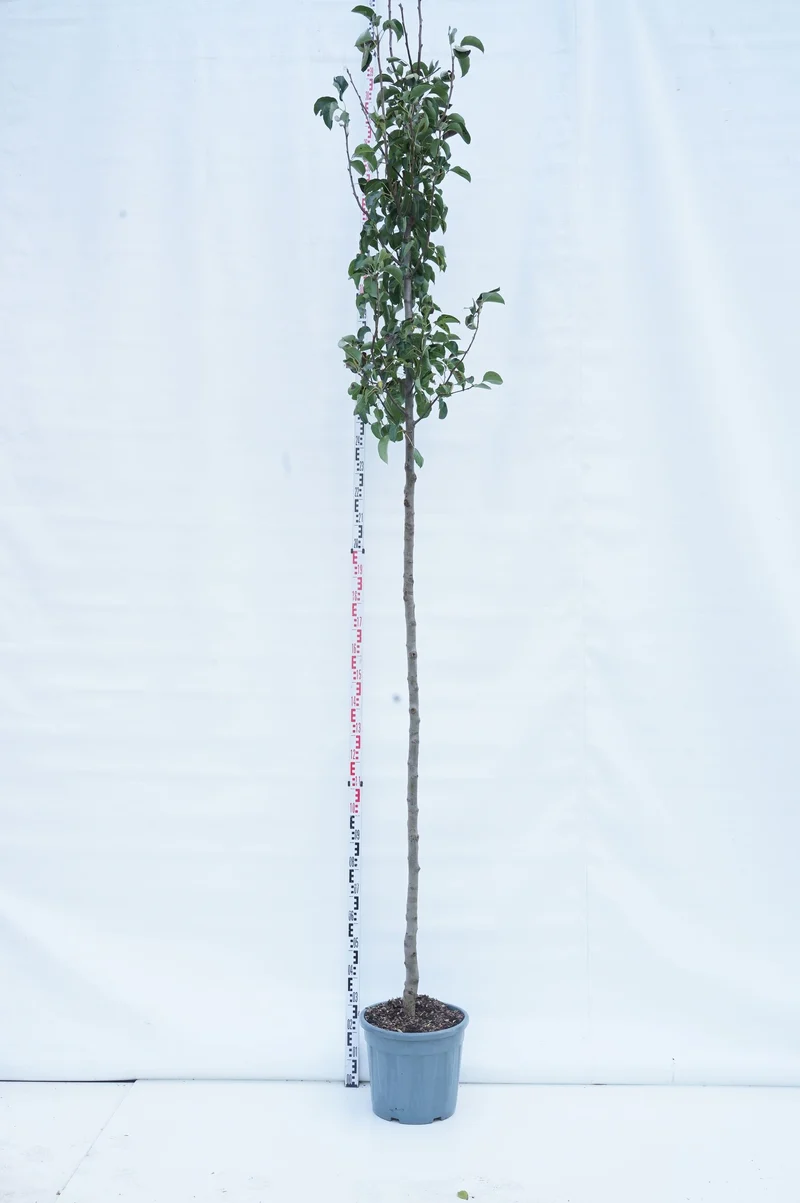 Pyrus calleryana 'Chanticleer' Stam 200 cm, Stamomfång 10-12 cm, C30 (30 liters kruka)