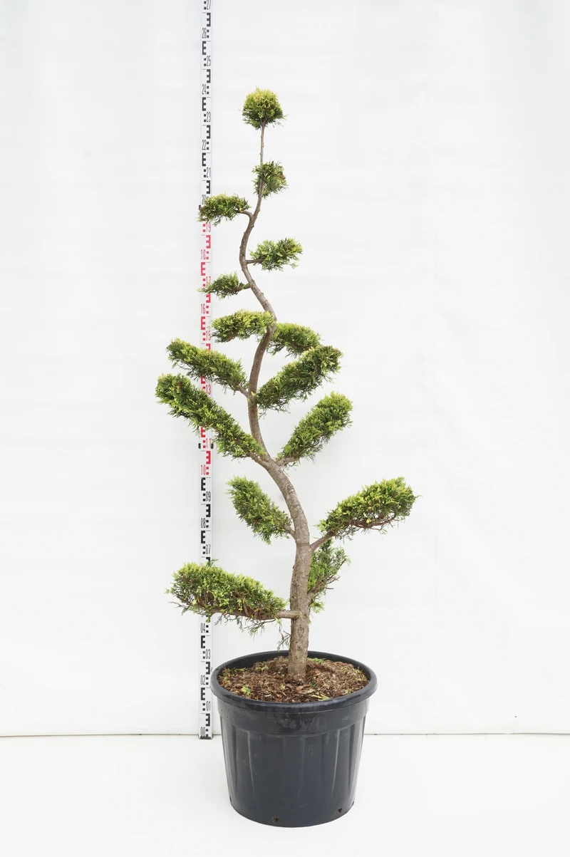 Cupressocyparis l. 'Gold Rider' Bonsai 175-200 cm C80 (80 liters kruka)