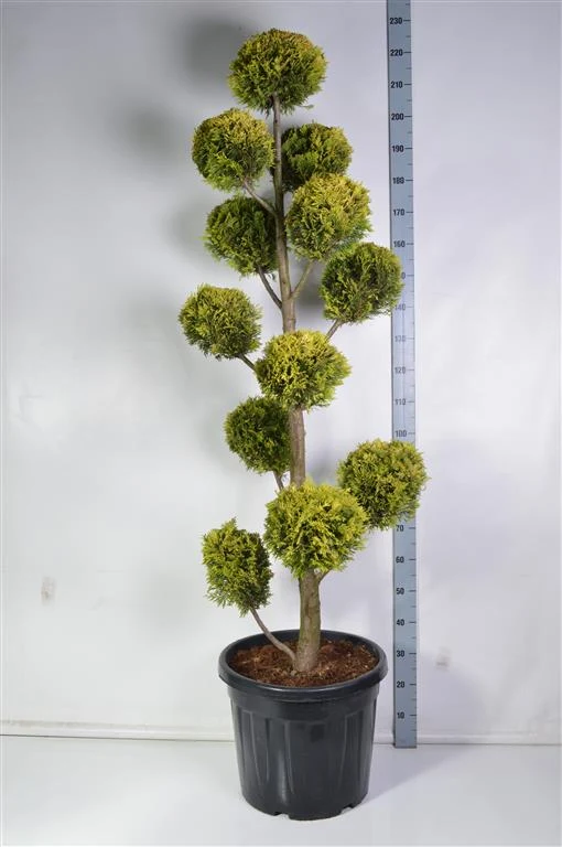Cupressocyparis l. 'Gold Rider' C55 (55 liters kruka) Pompon