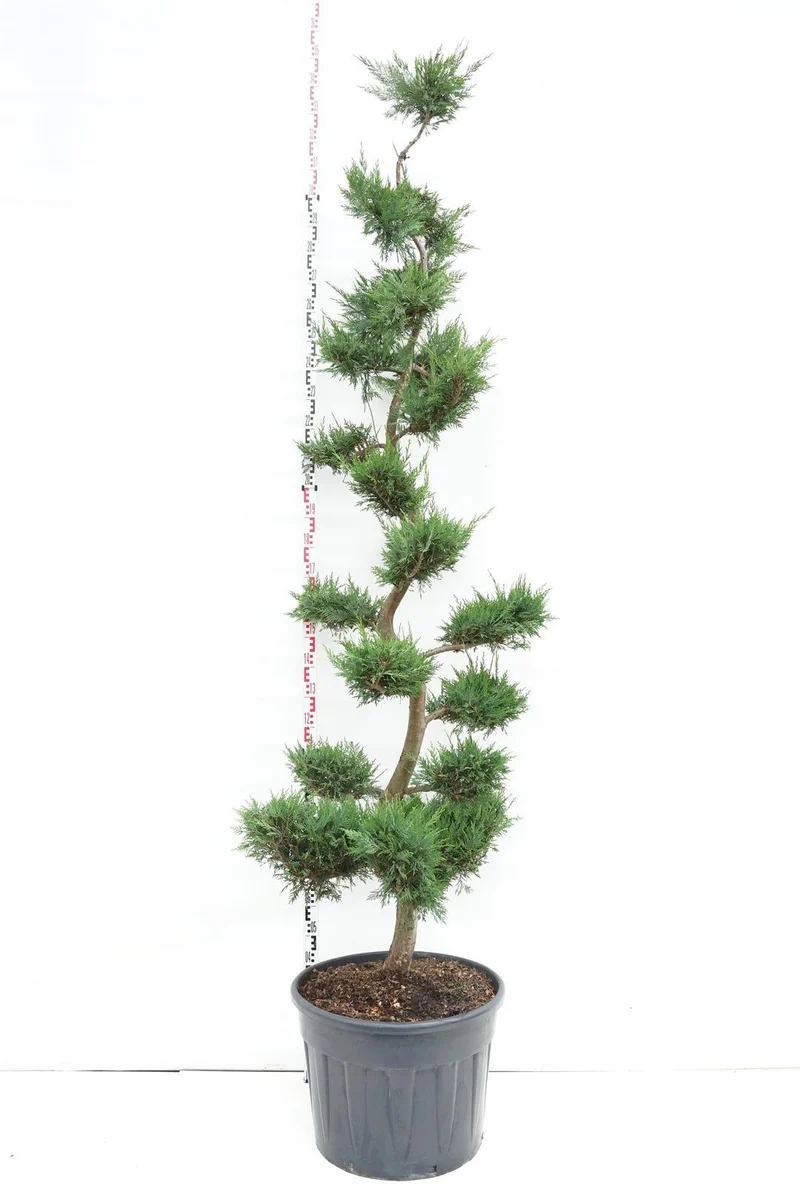 Cupressocyparis leylandii C90 (90 liters kruka) 225-250 cm Bonsai