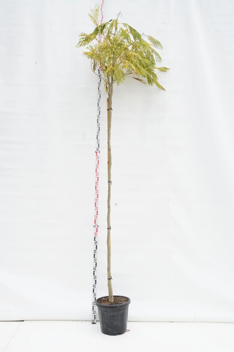 Liquidambar styraciflua högstam 8-10 cm C18 (18 liters kruka)