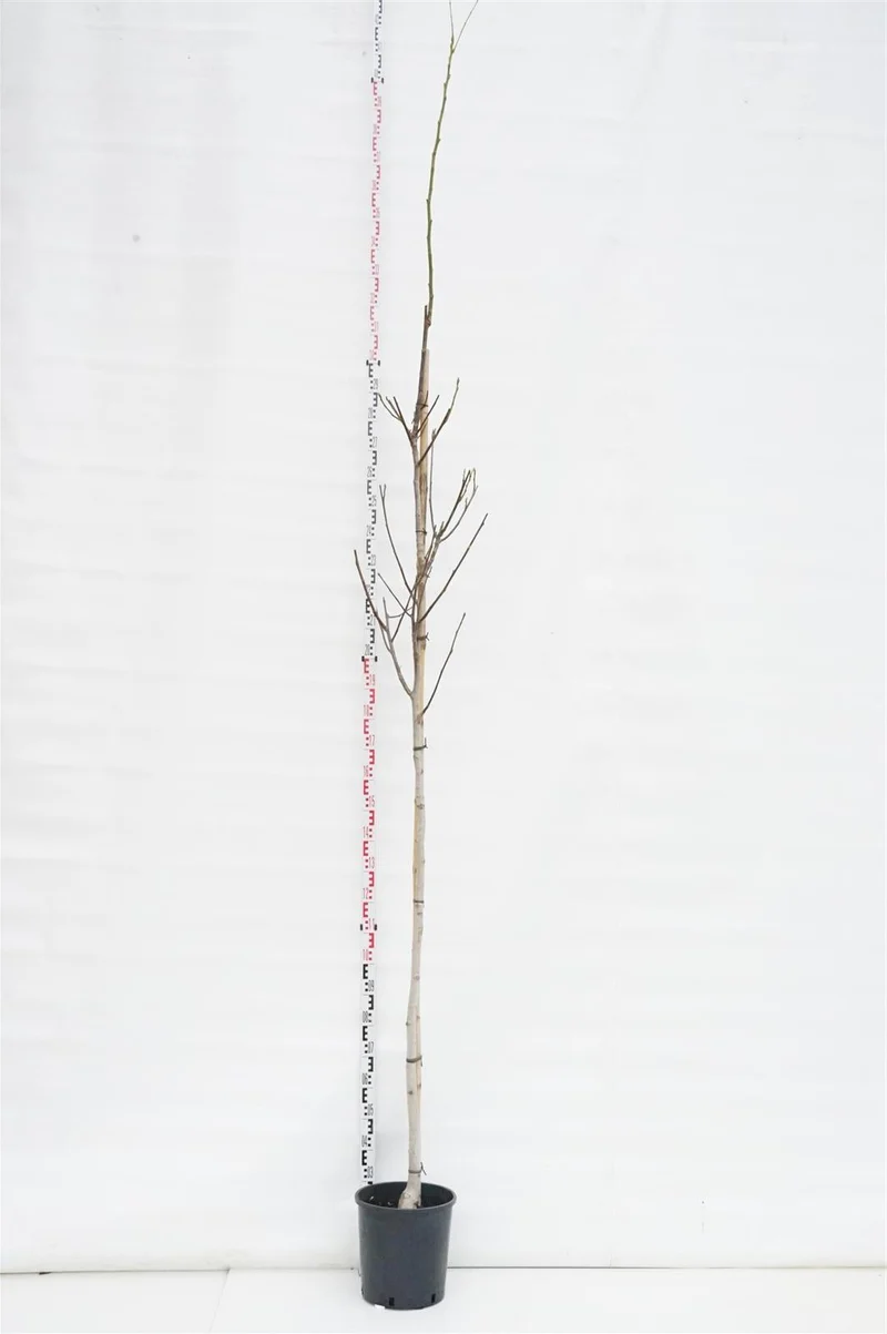 Juglans regia 8-10 cm stamträd C18 (18 liters kruka)