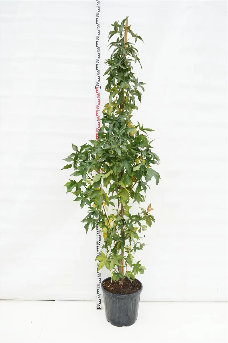 Liquidambar styraciflua 'Slender Silhouette' C25 (25 liters kruka) 200+ cm