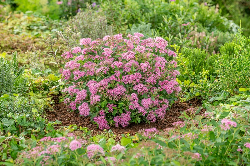 Spiraea jap. 'Rick Star'® C10 (10 liters kruka) 50-60 cm
