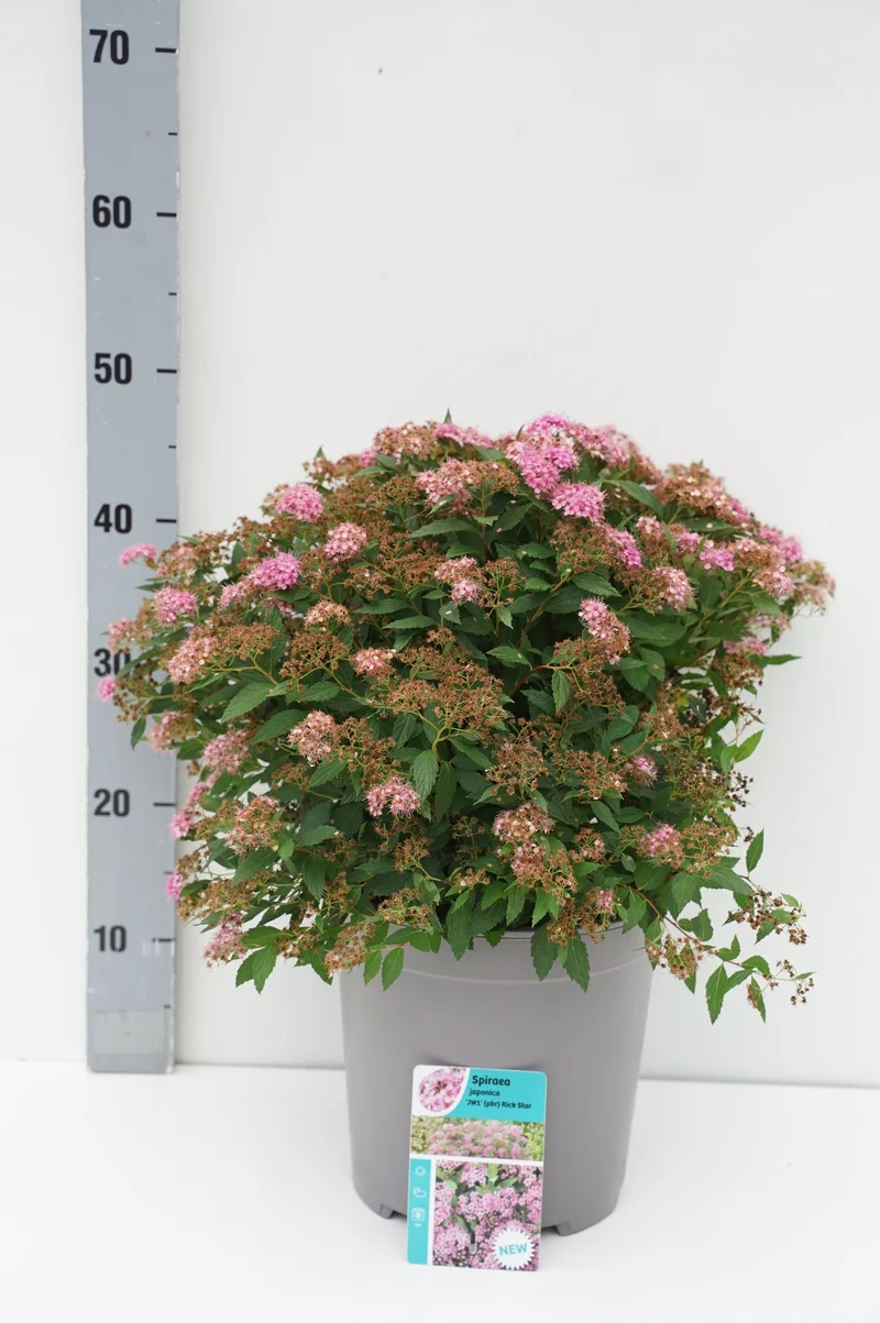 Spiraea japonica 'Rick Star'® C7 (7 liters kruka) 20-30 cm