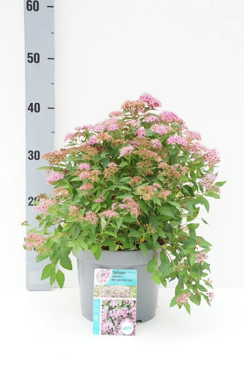 Spiraea japonica 'Rick Star'® 30-40 cm C3 (3 liters kruka)