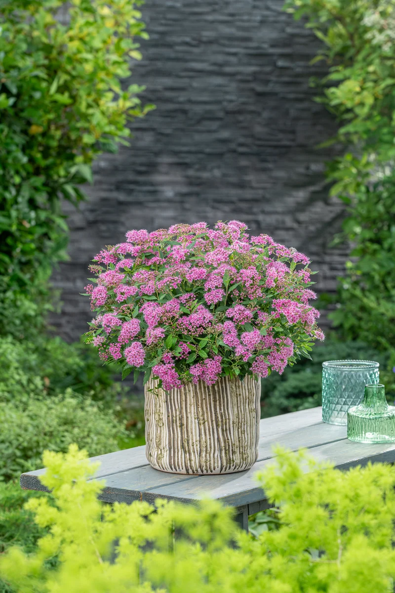 Spiraea jap. 'Rick Star'® C3 (3 liters kruka) / 19 cm kruka 30-40 cm