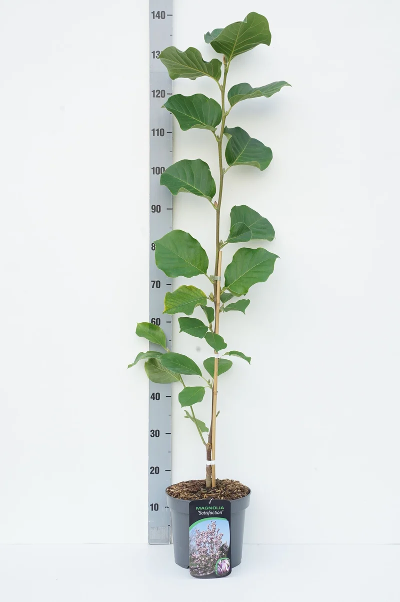 Magnolia 'Satisfaction' C5 (5 liters kruka) 60-80 cm