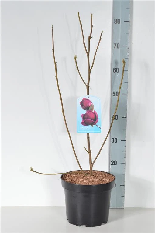 Magnolia 'Genie' C5 (5 liters kruka) 40-50 cm