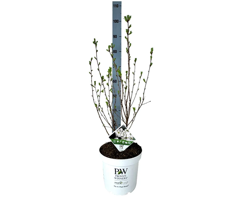 Exochorda 'Snowday Blizzard' C7,5 (7,5 liters kruka) 40-50 cm