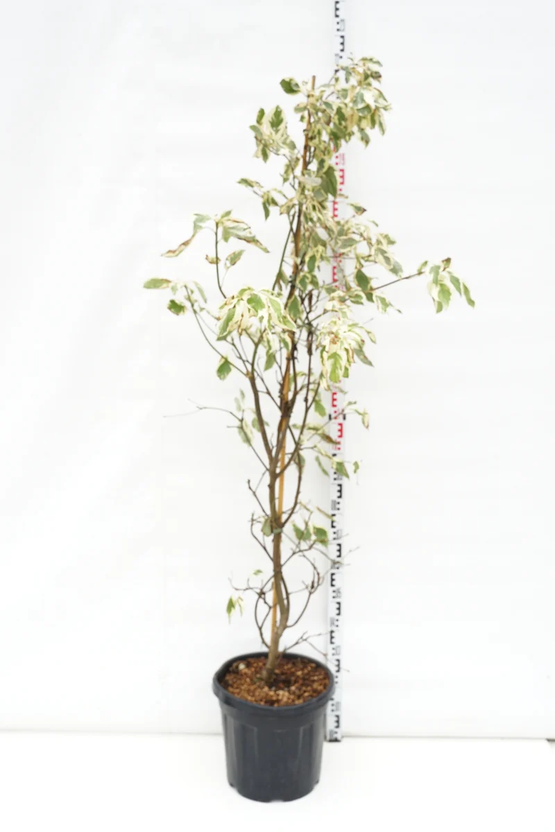 Cornus controversa 'Variegata' C30 (30 liters kruka) 150-175 cm