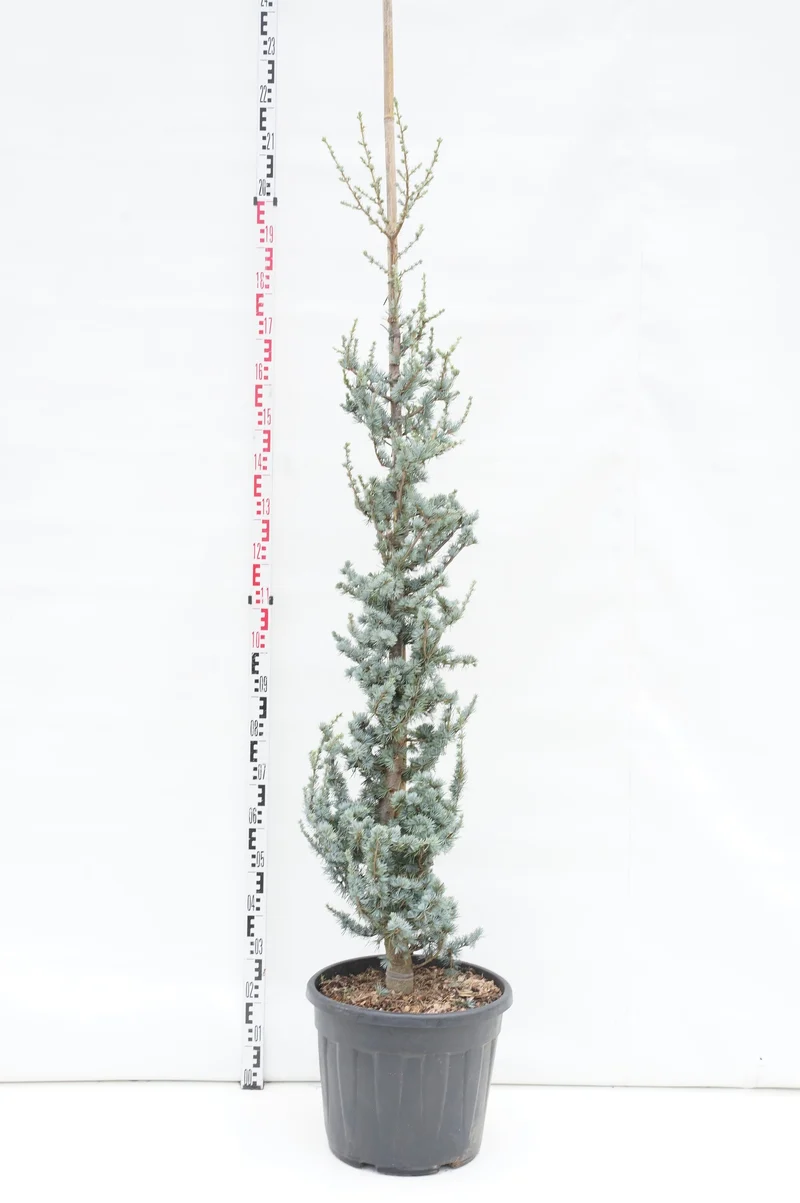 Cedrus lib. 'Glauca' C35 (35 liters kruka) 175-200 cm