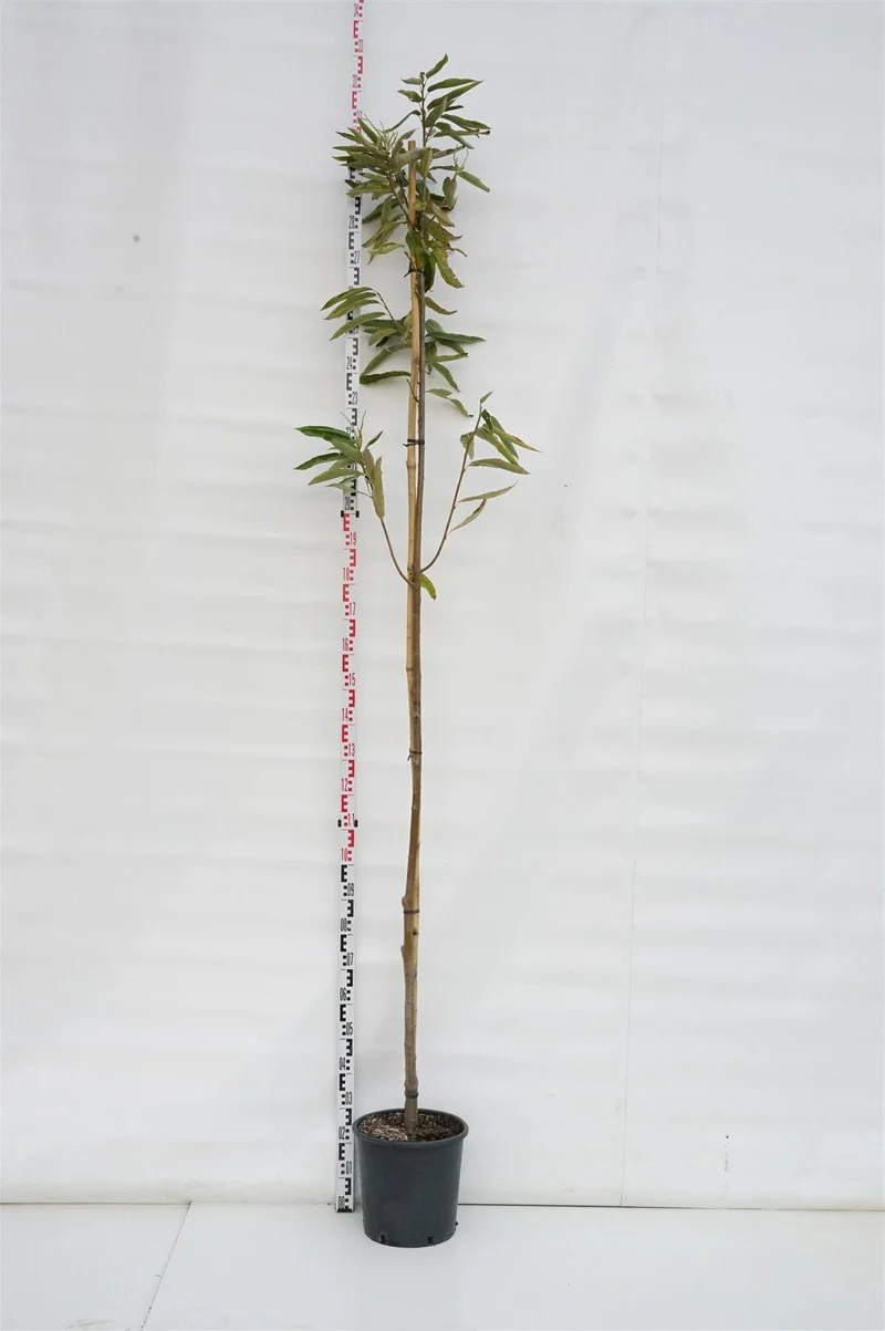 Castanea sativa 'Bouche de Betizac' Stam 6-8 cm C18 (18 liters kruka)