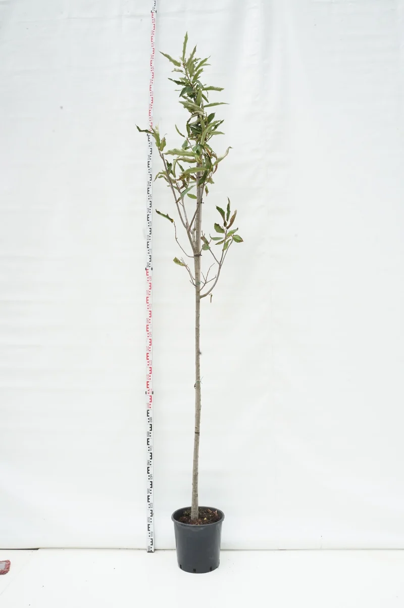Castanea sativa 8-10 cm stamträd C25 (25 liters kruka)