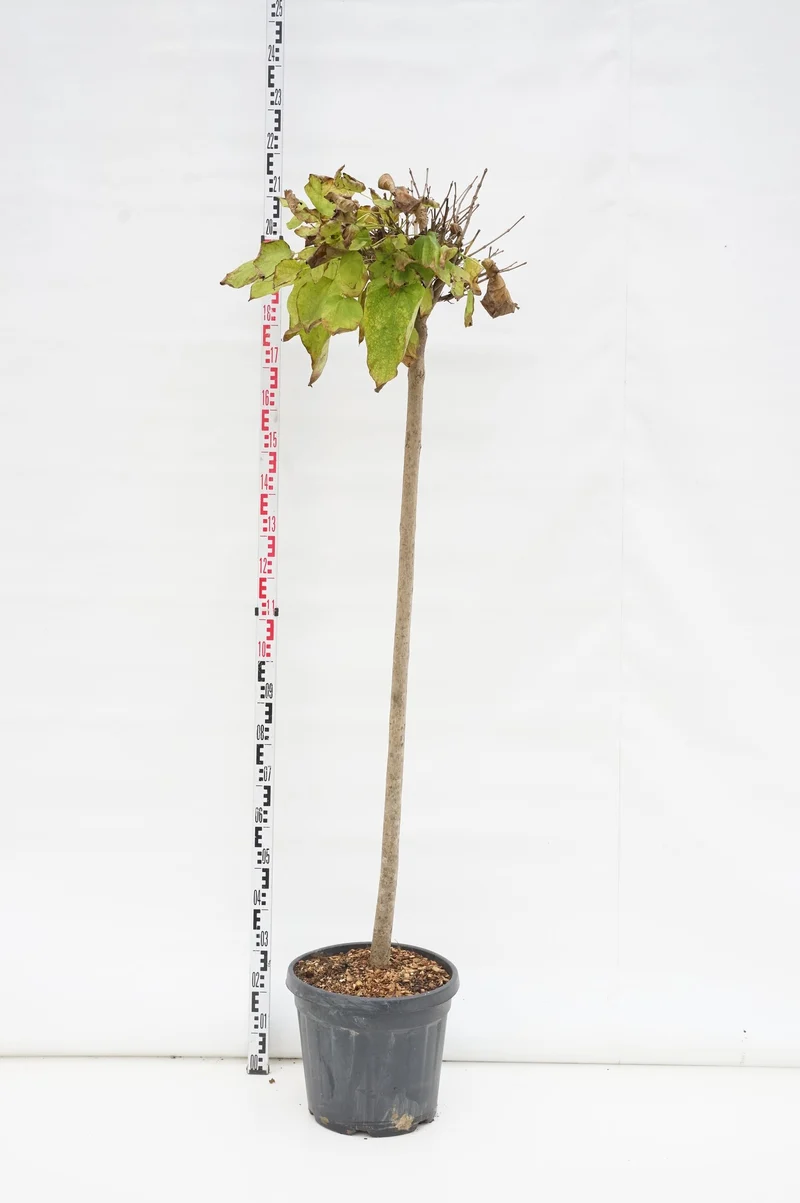 Acer campestre (Naverlönn) Högstam 200 cm, 10-12 cm, C30 (30 liters kruka)
