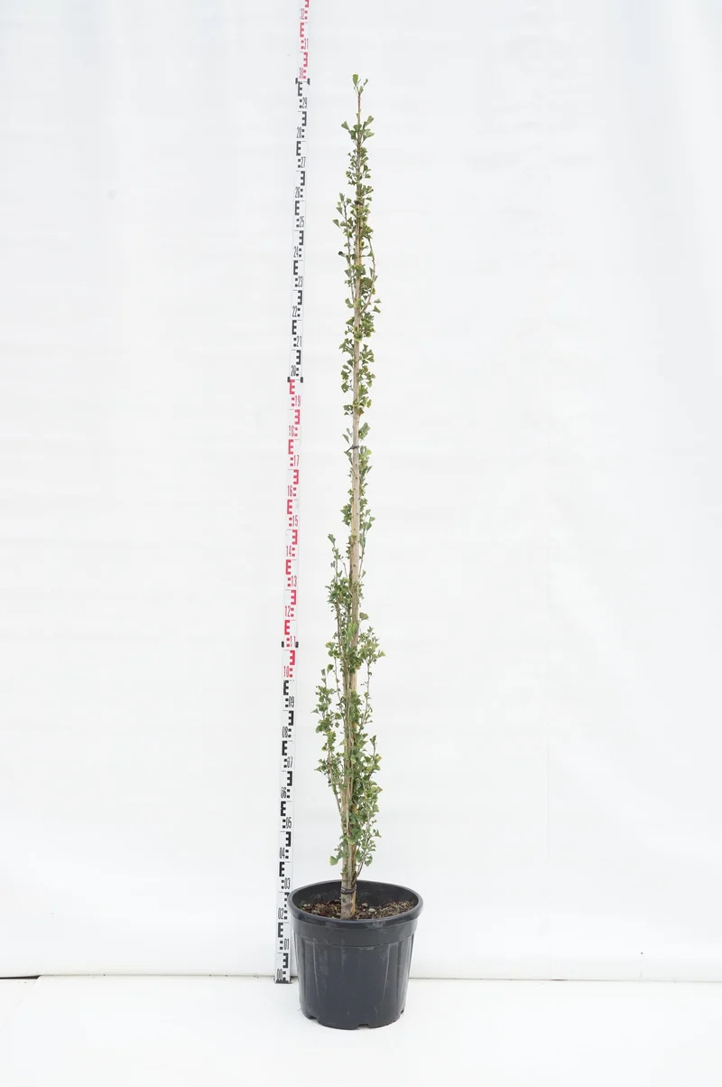 Ginkgo biloba 'Obelisk' C35 (35 liters kruka) 200-250 cm