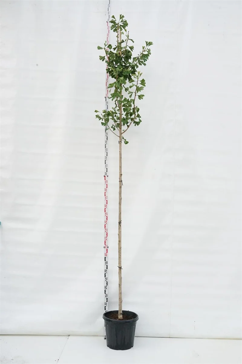 Ginkgo biloba 10-12 cm stam, C35 (35 liters kruka)