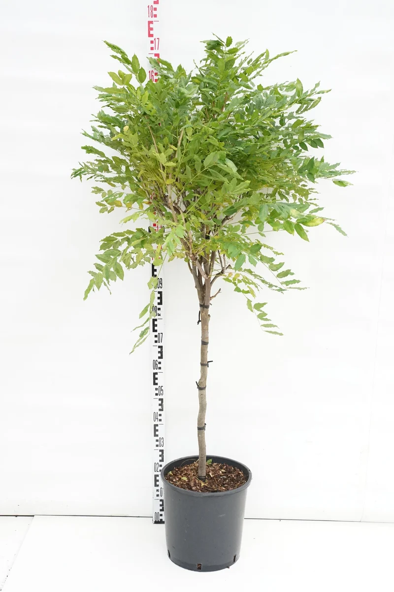 Wisteria flor. macrobotrys 80 cm stam C18 (18 liters kruka)