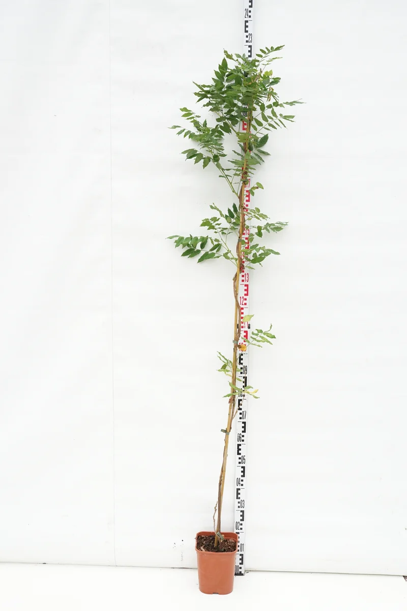 Wisteria form. 'Issai' C5 (5 liters kruka) 150-200 cm