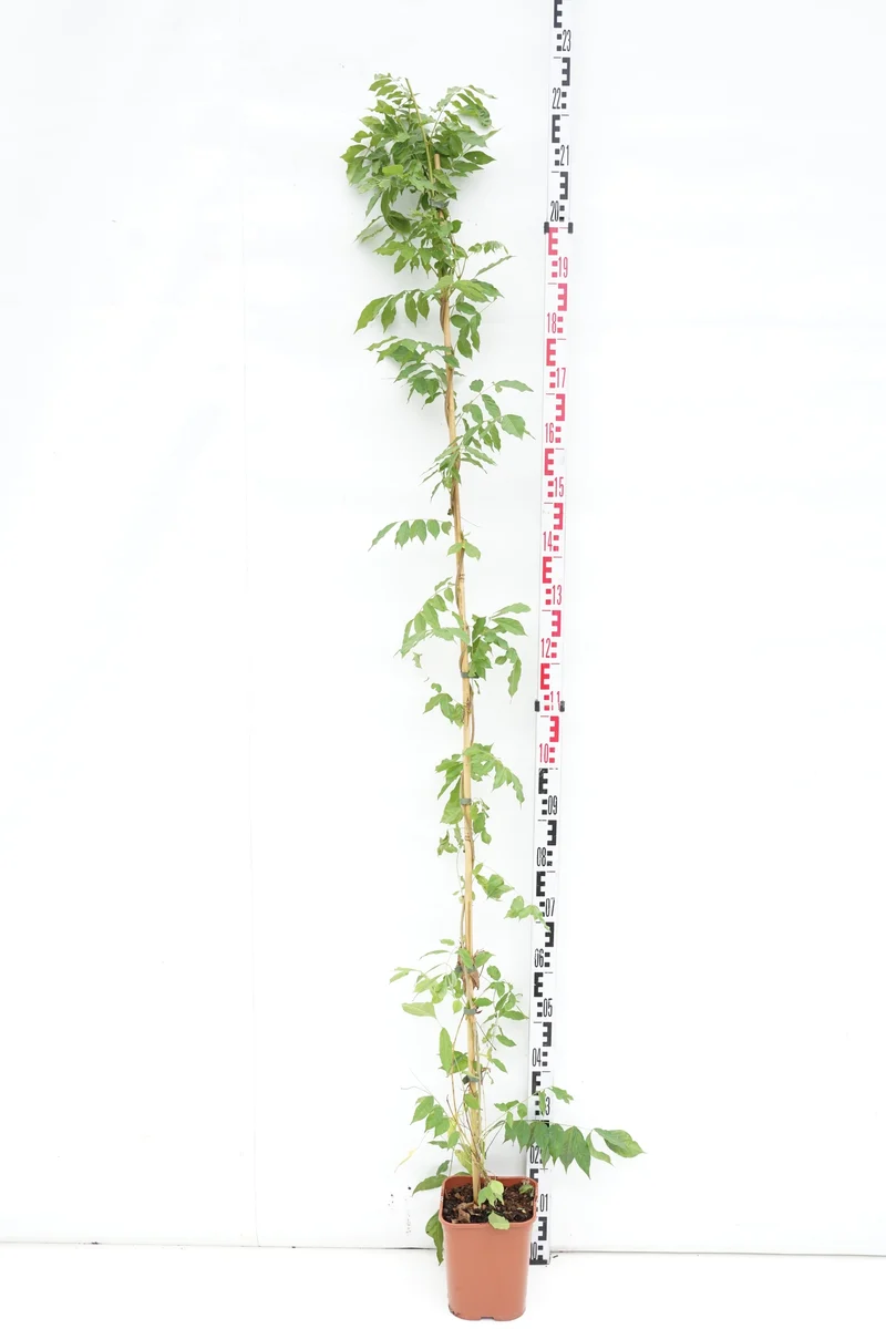Wisteria sinensis 'Prolific' C5 (5 liters kruka) 150-200 cm