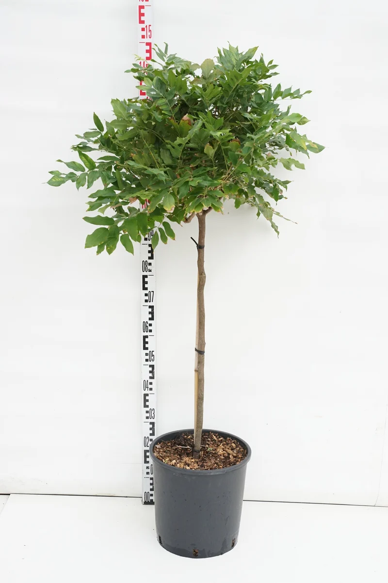 Wisteria brach. 'Showa-beni' 80 cm stam C18 (18 liters kruka)