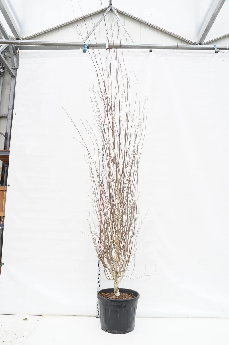 Betula ut. jacquemontii C90 (90 liters kruka) 350-400 cm