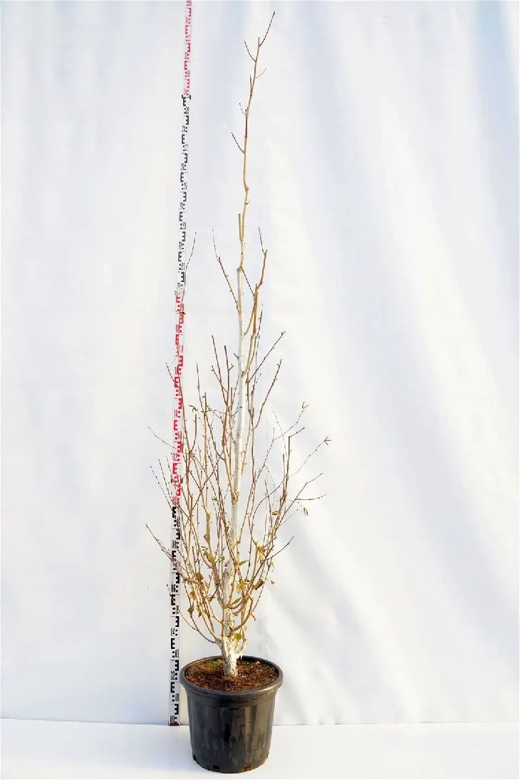 Betula ut. jacquemontii C35 (35 liters kruka) 250-300 cm