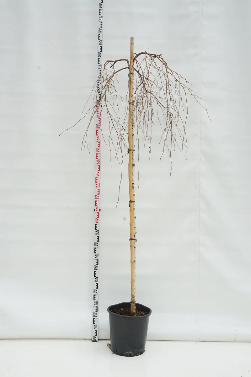 Betula p. 'Youngii' stam 180 cm stamomfång 8-10 cm C25 (25 liters kruka)