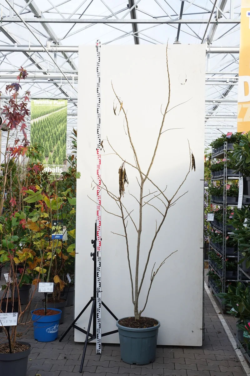 Albizia jul. 'Ombrella' 175-200 cm C35 (35 liters kruka)