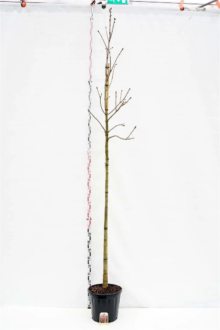 Aesculus carnea 'Briotii' stam 10-12 cm, C30 (30 liters kruka)