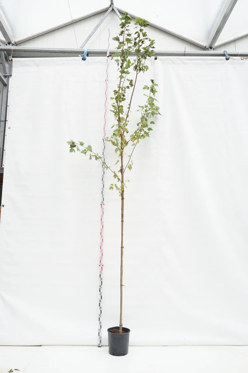 Acer rubrum 'Scanlon' Stam 8-10 cm C18 (18 liters kruka)