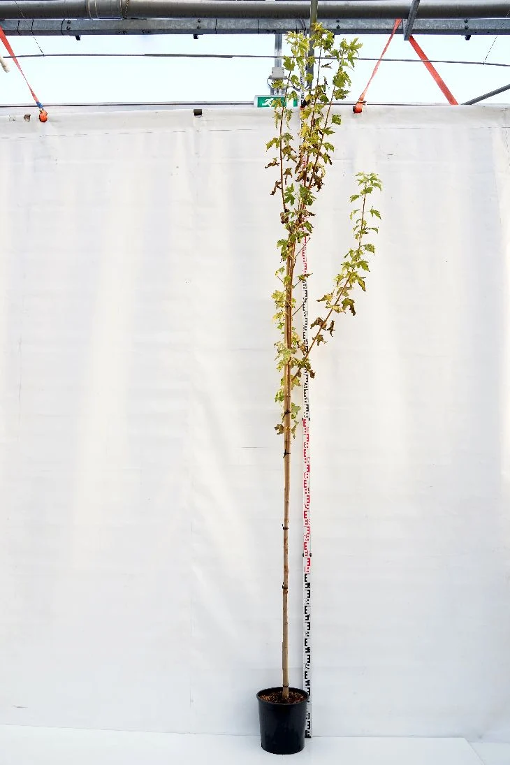 Acer platanoides 'Drummondii' stam 6-8 cm C18 (18 liters kruka)