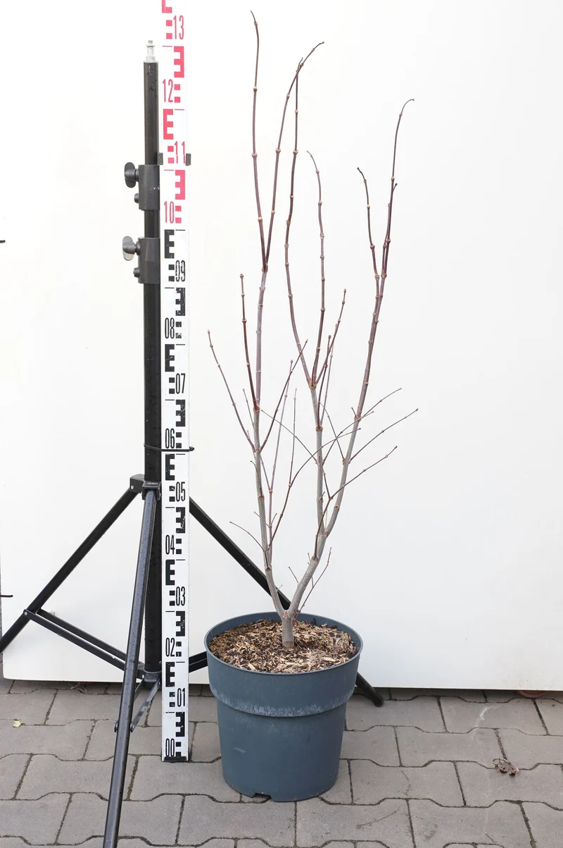 Acer palmatum 'Fireglow' C35 (35 liters kruka) 150-175 cm