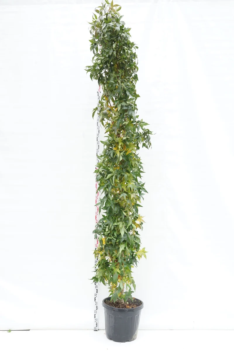 Liquidambar styraciflua 'Slender Silhouette' 300-350 cm, C55 (55 liters kruka)