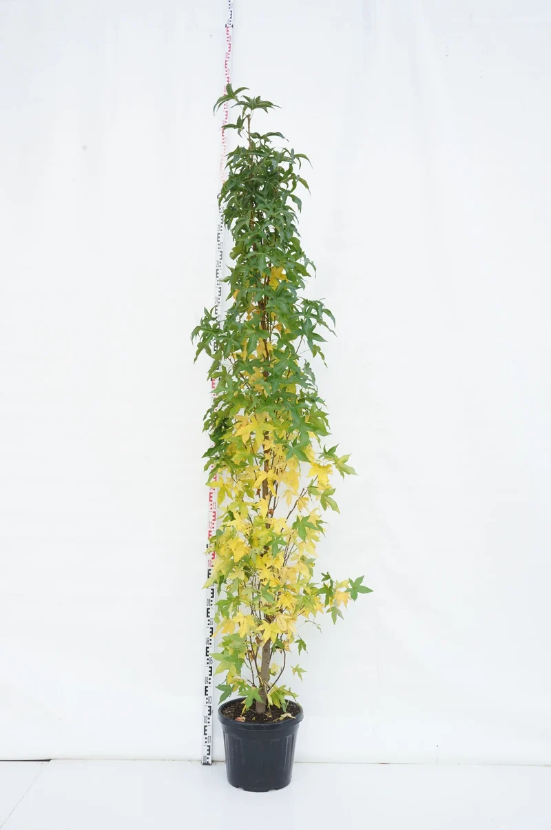 Liquidambar styraciflua 'Slender Silhouette' C35 (35 liters kruka) 200-250 cm