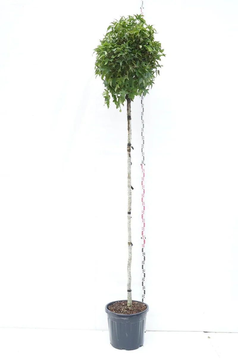 Liquidambar st. 'Gum Ball' Stam 200 cm 12-14 cm C55 (55 liters kruka)