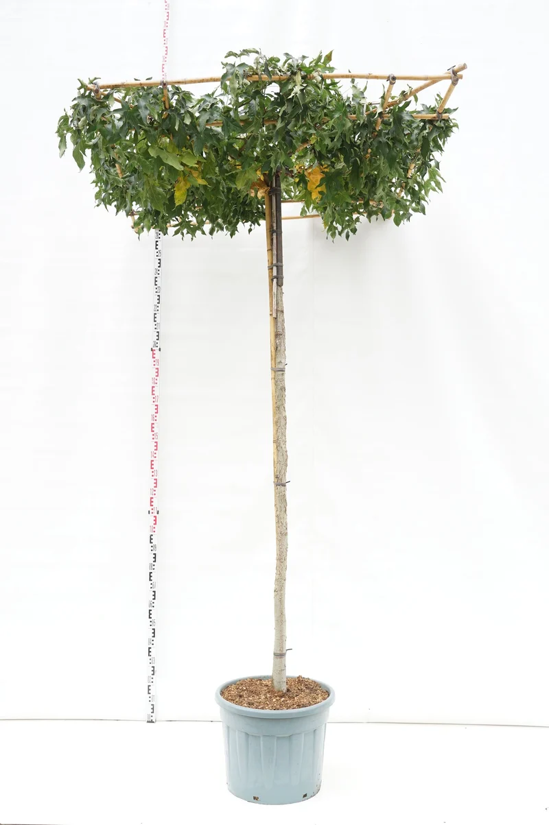 Liquidambar styraciflua (takformad) stam 240 cm, stamomfång 14-16 cm, C70 (70 liters kruka)